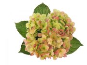 Antique Green Hydrangea