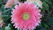 Pink Gerbera Paradox