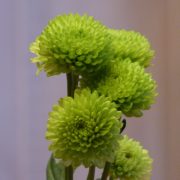 Green Cushion Poms