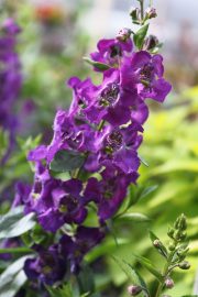 Purple Snapdragon