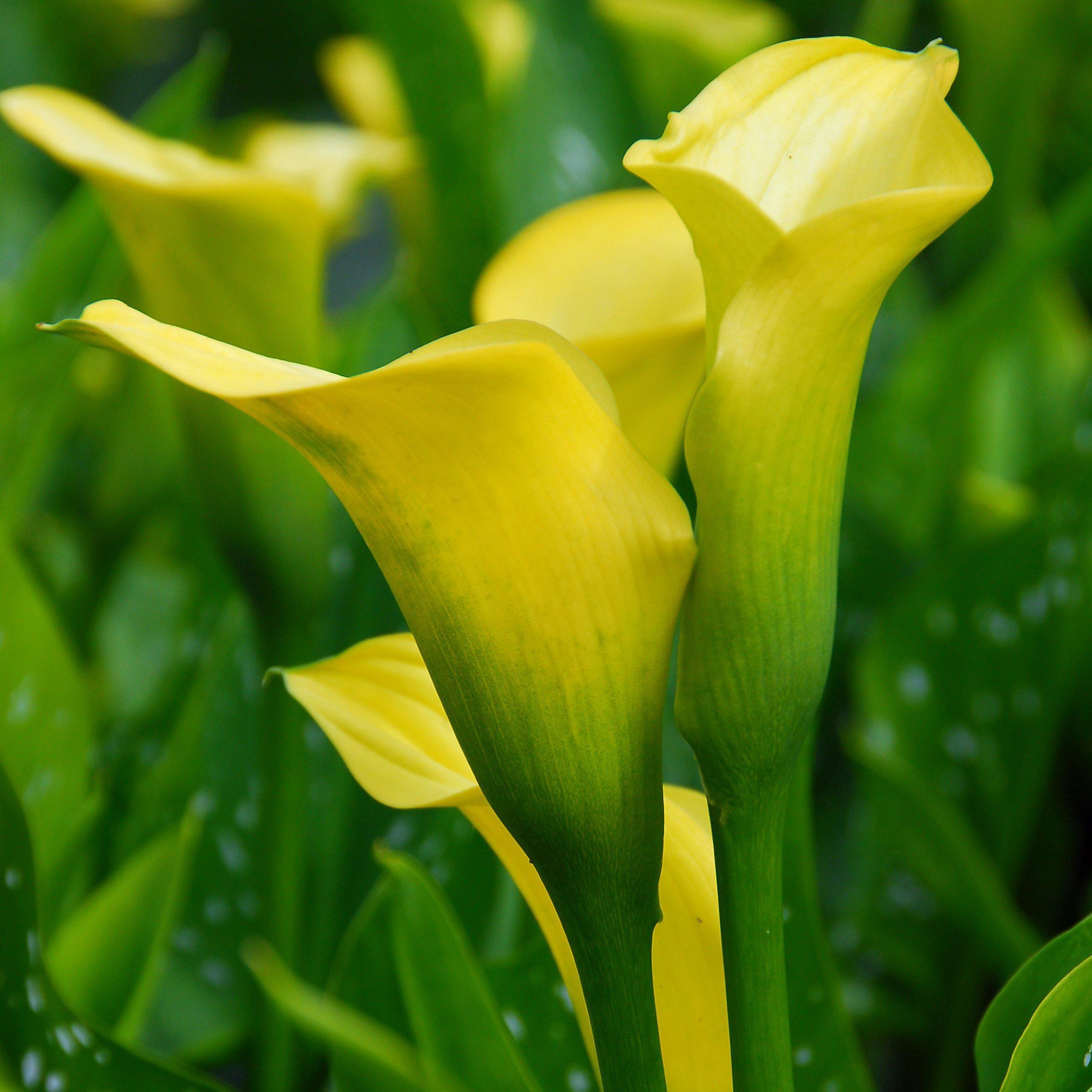 Yellow calla deals lily