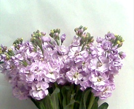 Lavender Stock | Upstate Flower Market